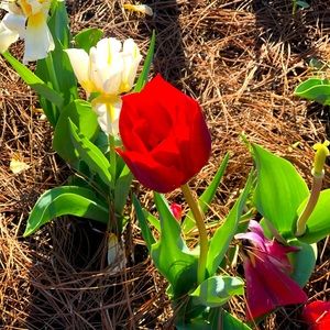 Meet your Posher, Jenesis